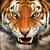 1367367475_tiger_small